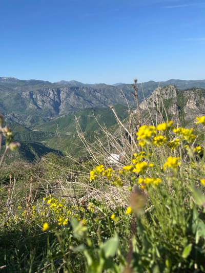 This landscape photograph captures a breathtaking panoramic view of a vast mountain valley in Kućišta, Montenegro, taken from a high vantage point. The immediate foreground is filled with dense, natural vegetation, including numerous small, bright yellow wildflowers, likely gorse or broom, interspersed with vibrant green leaves and dry, thorny branches. A small, crumpled white object, appearing to be plastic litter, is visible amidst the foliage in the mid-right foreground.
Beyond the close-up vegetation, the scene opens up to reveal dramatic, rugged mountains with steep, undulating slopes. These mountains are covered in a rich mix of dark green trees and lighter green shrubs, with prominent grey rock faces adding to their majestic appearance. Successive mountain ranges recede into the distance, becoming progressively lighter and bluer, conveying a strong sense of depth and atmospheric perspective.
The upper portion of the image is dominated by a clear, brilliant blue sky, which lightens subtly towards the horizon. The bright, direct sunlight indicates a clear and sunny day, likely late morning or early afternoon. There are no clouds visible, nor any discernible people or text. The image conveys a profound sense of natural grandeur, tranquility, and the expansive beauty of the Montenegrin mountain landscape.
