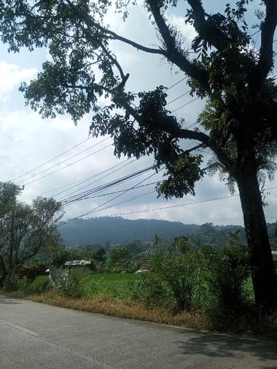 The image displays a daytime scene in Cibodas, Indonesia, characterized by an overcast sky. In the foreground, a paved road with distinct circular patterns on its asphalt surface occupies the lower left. Immediately bordering the road is a narrow strip of dry, light-brown vegetation, leading into a vibrant green field that extends across the midground. Within this field, a small structure with a light-colored, possibly corrugated, pitched roof is visible on the left, and a pale, indistinct object rests further right. Multiple dark utility lines stretch horizontally across the mid-upper section of the frame. The right side is framed by a large, dark tree featuring dense green foliage and visible epiphytic growth on its branches. In the background, a range of green, tree-covered mountains or hills dominates the horizon, with scattered buildings of a village or settlement visible at their base. There are no individuals, discernible actions, or interactions depicted.