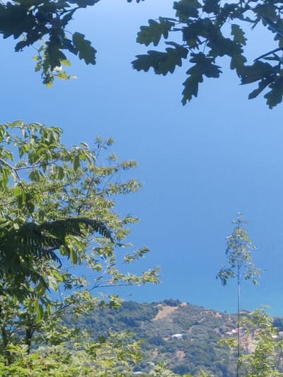 The image captures a view from a wooded area overlooking a hilly landscape and the sea under a clear blue sky. In the foreground, branches and leaves of trees obscure portions of the scene. The middle ground reveals a densely forested hillside with some structures visible amongst the trees. A narrow, tall tree stands prominently in the right midground. The background shows a vast expanse of calm, blue water. The scene is devoid of any human presence. The location is the Municipality of Evryménon, Greece.