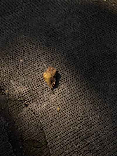 This is a high-angle, close-up, eye-level shot of a single dried leaf resting on a textured concrete surface. The concrete is grooved with parallel lines, creating a pattern of ridges and valleys. The leaf is predominantly yellow and brown, with visible veins, and is positioned slightly off-center in the frame.
The scene is illuminated by directional light, casting shadows that highlight the texture of the concrete and the form of the leaf. The light appears to be coming from the right, creating a strong contrast between the lit and shadowed areas. The overall mood is quiet and still, evoking a sense of autumn or a natural transition.
The location context provided is Alian, Indonesia. While the image itself does not contain explicit textual information or specific visual cues that pinpoint this exact location, the setting of a textured concrete surface could be found in various outdoor environments. The time of day is suggested by the long shadows, likely late afternoon or early morning. There are no people or animals visible in the image, and the weather appears to be clear, allowing for the direct sunlight. The image focuses on the simple beauty of a fallen leaf against a man-made texture.