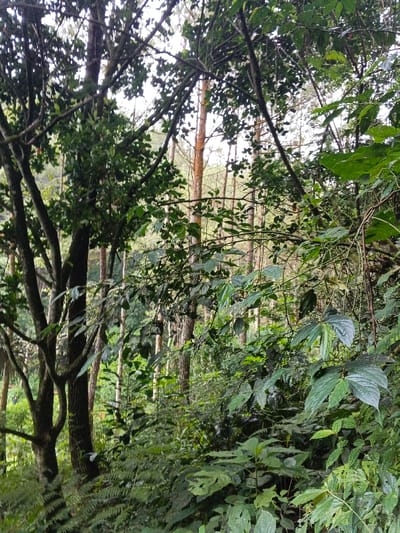 The image displays a dense forested area within Desa Mburukulu, Indonesia. The scene is dominated by lush green foliage and numerous trees. In the immediate foreground and mid-ground on the left, a mature deciduous tree with dark bark and extensive branches is visible, partially obscured by its own leaves and surrounding vegetation. The right side and background feature a dense cluster of tall, slender trees with lighter brown trunks, possibly conifers or similar species, extending vertically towards an overcast or diffused sky. Various types of undergrowth, including ferns and broad-leafed plants with dark green leaves, some appearing waxy or wet, occupy the lower and mid-sections of the frame. No individuals, animals, man-made objects, or specific actions are discernible within the natural environment.