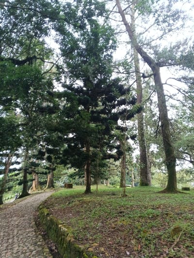 The image depicts a forest-like environment in Tah, Vietnam, under an overcast sky. A winding, stone-paved path occupies the left side of the frame, bordered by a low, moss-covered stone wall. Two indistinct human figures are visible walking on the path in the distance. The scene is dominated by numerous tall trees with dense green foliage, including both broadleaf and coniferous varieties, many exhibiting moss and epiphytes on their trunks and branches. The ground is covered in grass, fallen leaves, and patches of exposed soil, ascending slightly to the right. Two roughly rectangular, stone or concrete blocks are visible in the grassy area, one in the mid-ground to the left of center, and another further back on the right. Vines or lianas hang from some tree branches. Lighting is diffuse, indicating an overcast condition.