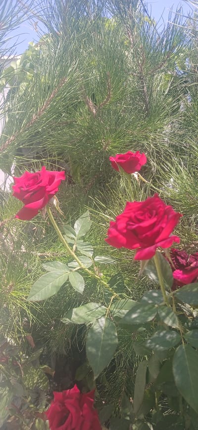 The image depicts several red roses in bloom, set against a backdrop of lush green pine needles and leaves. The scene appears to be outdoors, likely in a garden or park setting within the city of Jizzakh, Uzbekistan, given the clear blue sky visible in the upper portion of the frame. The roses are in various stages of bloom, with some fully open and others still budding. Their vibrant red color stands out against the predominantly green foliage. The pine needles are finely textured and form a dense screen behind the roses, creating a soft, natural background. Sunlight filters through the foliage, casting subtle shadows and highlighting the delicate details of the rose petals and leaves. The overall impression is one of natural beauty and tranquility.