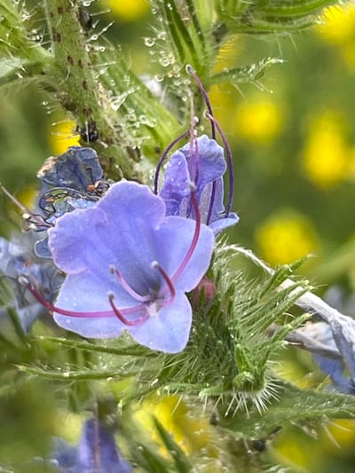 A close-up, high-angle shot captures a delicate purple flower in bloom against a softly blurred background of green foliage and yellow splotches, possibly other flowers. The flower features five distinct petals, each subtly textured and tinged with lighter and darker shades of purple. The stamen, a vibrant reddish-pink, curves gracefully outwards from the center of the blossom, tipped with tiny white anthers. The flower's stem and surrounding leaves are covered in fine, white hairs, some of which glisten with small water droplets, suggesting recent moisture. Several tiny, dark-colored insects, possibly aphids, are visible on the hairy stem. The overall impression is one of natural beauty and detail, a macro view of a plant in its environment. The image provides no information about its location in the city of Shyroka Dacha, Ukraine, or any human activity.