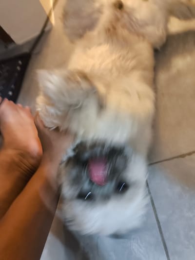 The image shows a close-up, blurred view of a fluffy, light-colored dog lying on its back, likely on a tiled floor. The dog's tongue is sticking out, appearing pink and somewhat fuzzy due to the blur. A person's bare foot and lower leg are visible on the left side of the frame, touching the dog. The background is out of focus but suggests an indoor setting with a light-colored floor and a glimpse of what might be a piece of furniture or a wall. The overall impression is one of playfulness or affection between the person and the dog. The blurriness indicates movement, possibly from the dog or the person taking the photo, creating a dynamic and candid feel. No text is visible in the image. The scene is consistent with a casual moment at home in Imus, Philippines.