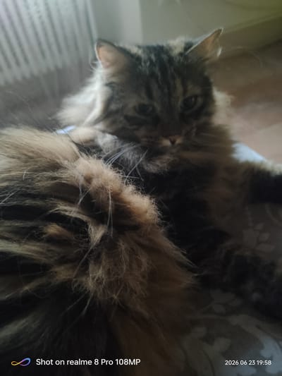 A long-haired cat with tabby markings is lying down indoors, with its face visible in the upper center of the frame. The cat's body is mostly obscured by its fur, but a large tail is prominent in the lower left corner. The background consists of a wooden floor and a radiator. The image is watermarked with "Shot on realme 8 Pro 108MP" and a date and time stamp "2026 06 23 19:58". The location of Foligno, Italy is not depicted in the image.