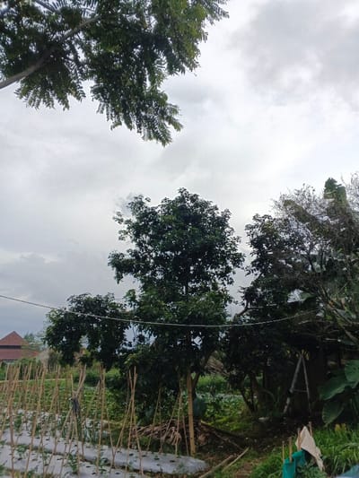 This image depicts a rural outdoor scene in Kabiufa, Papua New Guinea, under an overcast sky. The upper portion of the frame is dominated by a light grey, cloudy sky. From the upper left, a tree branch with dark green compound leaves extends into the scene.
The midground features several trees with dense green foliage. A prominent tree stands centrally, with another to its right. A thin utility wire extends horizontally across the frame, passing through the mid-level foliage.
In the foreground on the left, a cultivated garden plot is visible. Rows of small plants are covered with white plastic sheeting, and numerous bamboo stakes are erected vertically throughout the plot for support. To the right in the foreground, dense green vegetation is present, including large-leafed plants. A light-colored ladder leans against a tree or dense foliage, partially obscured, with a piece of light-colored fabric or plastic hanging near its base.
In the background on the left, the reddish-brown, peaked roof of a building is partially visible above the garden. No individuals are present in the scene.