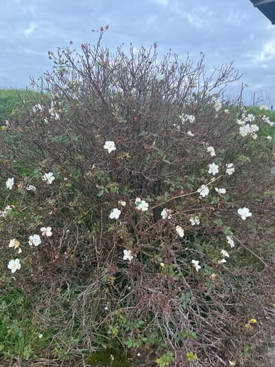 The image displays an outdoor scene in Obernai, France, focusing on a dense, deciduous shrub approximately 1.5 meters in height and width. The shrub consists predominantly of dark brown, interlocked, thorny branches, many of which are bare. Distributed across these branches are numerous five-petaled white flowers, totaling approximately 30 to 40 individual blooms, exhibiting various stages of opening. Sparse green foliage is visible among the branches, particularly in the lower half of the shrub. Several small, spherical red fruits, consistent with rose hips, are present on the upper branches. The ground directly beneath the shrub features sparse green grass and exposed soil. The background comprises a light grey, overcast sky occupying the upper portion of the frame, with a green grassy embankment visible to the left and slightly behind the shrub. No individuals or discernible man-made objects are present in the immediate foreground or midground.