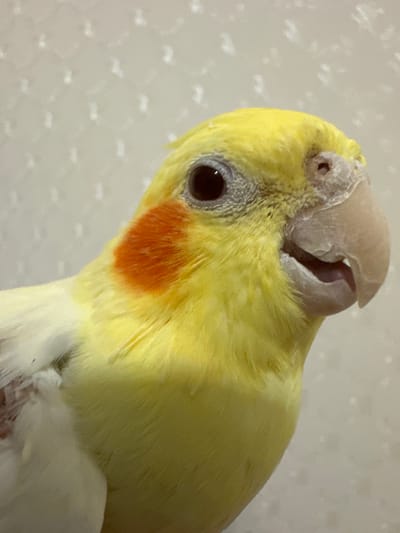 A close-up, side profile shot captures a cockatiel with bright yellow plumage. The bird has a distinct orange patch on its cheek, a dark eye, and its beak is slightly open, revealing a pink tongue. The background is a plain, textured wall with a subtle pattern. The lighting is soft, highlighting the bird's feathers. There is no discernible connection to Primorsko-Akhtarsk, Russia.