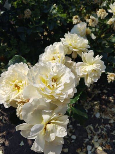 A close-up, eye-level, vertical shot focuses on a cluster of white roses with hints of pale yellow in their centers, bathed in bright sunlight. The roses are in various stages of bloom, with some fully opened and others still partially furled. The petals are delicate and ruffled. Behind the roses, a dark green, leafy bush provides a blurred backdrop. In the upper right portion of the image, several withered white blossoms are visible against the dark foliage. The ground below the roses is dark and appears to be covered in soil and scattered fallen petals. The scene is outdoors, likely in a garden setting within the village of Bila Krynytsia, Ukraine. No people or animals are present in the image.