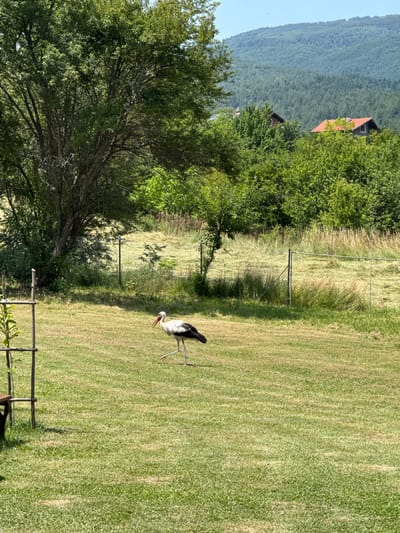 The image shows a stork walking on a green lawn. The stork is white with black wings and a red beak. It is in the middle of a field, with a fence in the background. Beyond the fence, there are trees and hills. The sky is blue and clear. The scene appears to be in a rural area, likely in the city of Lozno, Bulgaria, given the context. There are no people visible in the image. The environment is natural and serene, with lush green grass and trees. The sunlight indicates it is daytime, possibly mid-morning or afternoon.