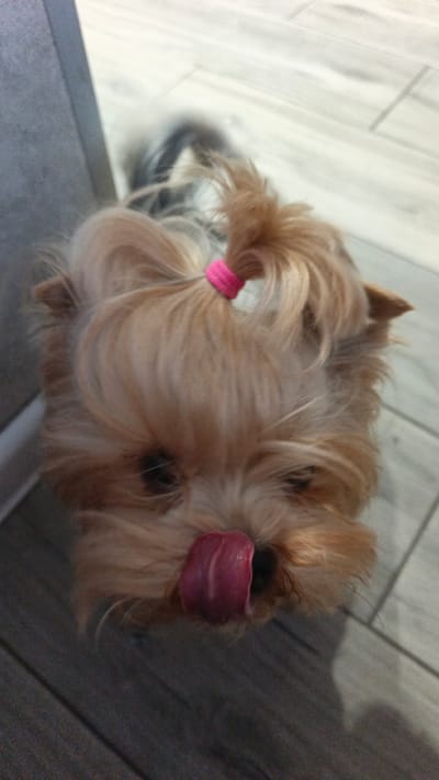 A close-up shot captures a small, fluffy Yorkshire Terrier with light brown fur, looking down at the camera with its tongue sticking out. The dog has two small ponytails on its head, each secured with a bright pink elastic band. Its eyes are dark and visible behind its fur. The dog appears to be on a light-colored wooden floor, with planks laid out in a linear pattern. A dark, vertical object, possibly a piece of furniture or a wall, is visible in the upper left corner of the image. The lighting suggests an indoor setting, likely during the daytime. The overall mood is playful and endearing, with the dog's extended tongue conveying a sense of excitement or eagerness. There is no visible text in the image.