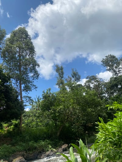 The scene depicts a verdant, natural environment near Kianyaga, Kenya, under a partially cloudy blue sky. A river or stream flows across the lower portion of the image, exhibiting white rapids over dark rocks. The banks are densely vegetated with various types of green flora, including tall trees with slender trunks and rounded canopies, bushy broadleaf trees, and identifiable banana plants in the mid-ground. No individuals, animals, or man-made structures are present within the frame.