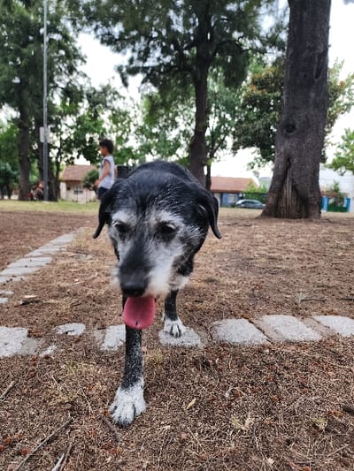 A close-up shows a black and gray dog with its tongue hanging out, standing in a park setting. The dog is positioned near a row of gray stones. In the background, trees and a figure of a person walking are visible. The ground is covered in brown mulch and leaves. A large tree trunk is on the left, and a small building can be glimpsed in the far background. The image is taken from a slightly low angle and is oriented sideways.