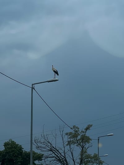 A stork is perched on a streetlight in Gabarevo, Bulgaria. Power lines are visible in the sky. The sky is overcast. Branches from trees are visible on the right side of the image.