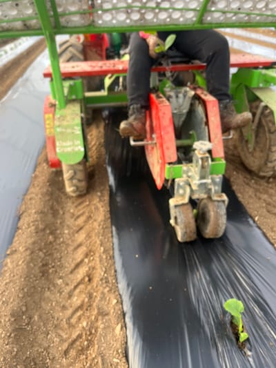 An agricultural planting operation is depicted in an outdoor field within Krško, Slovenia. The scene shows an individual partially visible, seated on a green and red mechanical transplanter, wearing black pants and muddy brown boots. Their right hand, covered by a pink glove, holds a small green plant seedling. The transplanter, which has a side panel partially reading "Made in Croatia," is actively moving across the field. Ahead of the machine, a continuous strip of black plastic mulch is laid over a prepared soil row. Behind the machine, a newly planted seedling with small green leaves protrudes through an opening in the black plastic mulch. Adjacent to the mulched row, exposed brown soil displays distinct tire tracks. Another parallel row of white plastic mulch is visible in the blurred background.