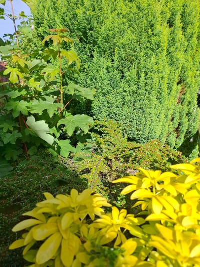 This media file depicts an outdoor scene featuring a variety of plants. The most prominent subjects are lush green foliage, including a dense, manicured hedge that occupies the left side of the frame. Interspersed with the greenery are bright yellow leaves and clusters of small red berries. Toward the bottom, larger, distinct green leaves are visible, possibly from a different plant. The image is oriented sideways.

The scene appears to be set in a garden or natural outdoor environment. The lighting suggests it is daytime, with sunlight casting shadows and highlighting the yellow foliage. There are no people or animals visible, and no specific activity is taking place. The setting is likely a temperate climate, given the types of plants and the overall greenery. There is no visible text in the image.