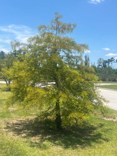 A solitary, medium-sized deciduous tree with a light green, feathery canopy stands in a grassy area under a bright blue sky with scattered white clouds. The tree is casting a shadow on the sun-drenched grass. In the background, a paved surface, possibly a road or parking lot, is visible, bordered by more grass. Beyond that, a line of trees forms a distant treeline. The location is identified as Pooler, United States of America.