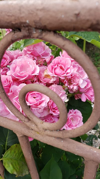 The image shows a close-up view of a cluster of pink roses, partially obscured by decorative brown metalwork that appears to be part of a fence or gate. The roses are in various stages of bloom, with some fully open and others still budding. Their petals are a vibrant shade of pink, with some showing lighter edges. Green leaves from the rose bushes and surrounding foliage are visible behind the flowers, adding depth to the scene. The metalwork is rough in texture and has a weathered appearance, with some lighter-colored specks, possibly paint chips or lichen, on its surface. The lighting suggests it might be daytime, with soft light illuminating the flowers. The overall impression is one of natural beauty captured through a decorative element. There is no visible text in the image. The location context provided is Vyšné Nemecké, Slovakia.