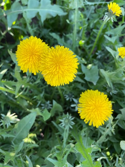 The image shows a cluster of dandelions in full bloom, with three prominent yellow flower heads in the lower left of the frame. Another smaller dandelion flower is visible in the upper part of the image along with the green dandelion foliage and unopened buds. The location is not discernible as Kopeysk, Russia based solely on the visual information provided.