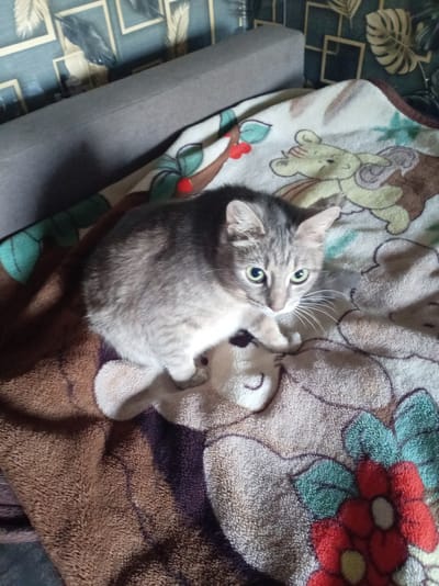 A gray tabby cat with green eyes is sitting on a blanket with a cartoon bear design. The cat is facing the camera and appears alert. The blanket is spread over a piece of furniture, possibly a couch. The background shows a wall with a patterned wallpaper. The scene appears to be indoors, in a residential setting. It is not possible to determine the specific location within Пралетарскі сельскі Савет, Belarus from the image alone.