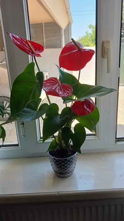 A close-up shot showcases a vibrant red Anthurium plant with lush green leaves, potted in a decorative textured pot. The plant is positioned on a white windowsill, against a backdrop of a window with a view of an outdoor scene. Through the window, a building's beige overhang and a blue sky are visible, with hints of greenery from trees. The windowsill itself appears to be made of wood, showing some signs of wear. The overall setting suggests an indoor environment with natural light filtering through the window. The image quality is sharp, capturing the intricate details of the plant's petals and leaves, as well as the textures of the pot and windowsill. The lighting creates soft shadows, emphasizing the three-dimensional aspects of the subject. The image does not contain any people or animals. The location in Yalama, Azerbaijan is not explicitly indicated by any visual cues in the image itself.