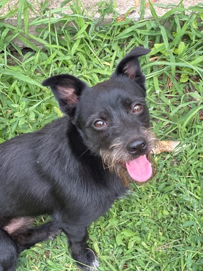 A black dog with shaggy fur lies on its back in a patch of green grass. The dog's head is tilted upwards, and its pink tongue is sticking out of its mouth, curled slightly. Its eyes are wide open and looking towards the camera. The dog has floppy ears, and a light brown muzzle with some visible whiskers. A light-colored stick or bone is visible behind its head, partially obscured by the dog's fur. The grass is lush and green, with some taller blades of grass interspersed. To the left of the frame, a concrete edge or pathway is visible, with some dirt and debris. The lighting suggests it could be daytime, with soft, diffused light, possibly indicating an overcast sky or shade. The dog appears relaxed and playful, with its tongue out and eyes open. There is no visible text in the image. The setting appears to be outdoors, likely a backyard or park area in Novotitarovskaya, Russia.
