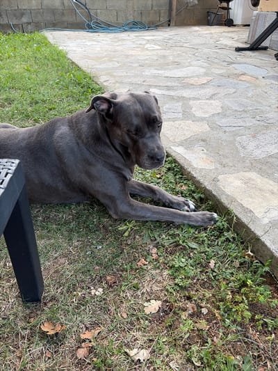 A dark-colored dog is lying on the grass next to a stone patio. The dog is facing to the right and appears to be resting. The patio stones are irregular in shape and color. In the background, there is a brick wall and some gardening equipment. The scene suggests an outdoor space, possibly a backyard or garden area.