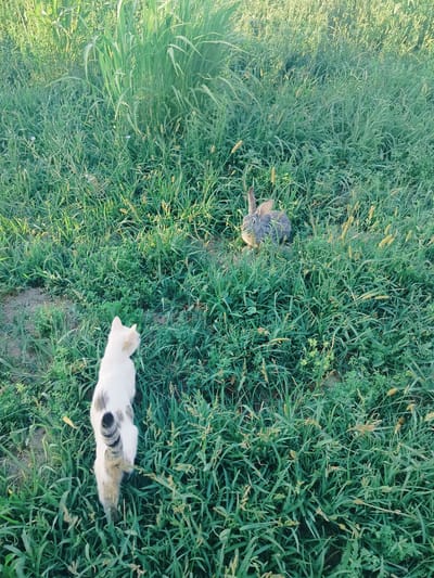 A high-angle shot captures a white and black cat with its tail raised and a grey rabbit in a grassy field. The cat is in the foreground, facing away from the camera and looking towards the rabbit. The rabbit is further into the field, partially obscured by grass, facing the cat. The environment is a dense field of green grass with some taller stalks and yellow seed heads. The lighting suggests it is daytime, with the sun casting a warm glow on the scene. The location is described as being in the city of Көлкент, Kazakhstan.