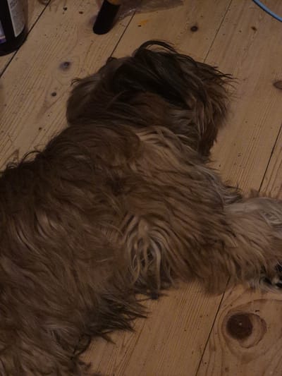 A long-haired dog is lying on a wooden floor. The dog is brown and has its head turned away from the camera, so its face is not visible. The wooden floor appears to be made of planks and has some knots and grain patterns. In the background, there is a dark bottle on the left and some other objects that are out of focus. The scene is dimly lit. The location is Астра-1 Днт, Russia.
