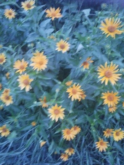 The image depicts a close-up view of a cluster of yellow flowers with dark centers, likely coneflowers or a similar daisy-like species. The flowers are in various stages of bloom, with some fully open and others partially closed. They are set against a backdrop of blurred green foliage. The lighting suggests it may be late afternoon or early evening, with a slightly overcast sky. There is no indication of any specific location in Samara, Ukraine, or any human activity. The scene is entirely natural, focusing on the botanical elements.