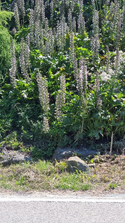 The image displays a roadside area with abundant greenery and tall, spiky flowering plants. The plants have numerous small, pale purple flowers clustered along their stalks, creating a vertical visual emphasis. Lush green foliage forms a dense backdrop to these flowering spikes. In the foreground, dry grass and rocks are visible, transitioning to a paved surface with a white line, suggesting it's the edge of a road or pathway. The scene is illuminated by bright sunlight, casting shadows and highlighting the textures of the plants and the ground. The location is identified as El Cós, Spain.