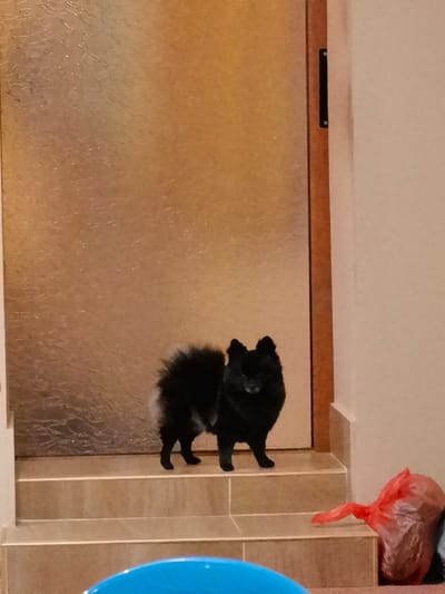 The image captures an indoor scene within the city of Malchika, Bulgaria. A small, black, fluffy dog, consistent with a Pomeranian or Spitz-type breed, stands centered on a light-brown tiled step, facing directly towards the viewer. The dog exhibits a dense, dark coat and a curled tail, with a lighter greyish tint visible on the underside of its tail. Behind the dog is a closed door featuring a textured, translucent panel of a light golden-brown hue, set within a darker brown wooden frame. To the right of the door and dog, a plain light-beige wall is visible. On a lower step to the right, a crumpled red plastic bag rests. In the immediate lower-left foreground, a portion of a bright blue object, resembling a bowl or container, is partially visible. The scene is illuminated by ambient indoor light.