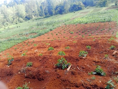 The image depicts an agricultural landscape on a slope in Kiangochi, Kenya. The foreground features reddish-brown, tilled soil with numerous young, green plants, consistent with coffee seedlings, arranged in rows or clusters. Scattered dry plant debris is visible on the soil. The midground shows a denser patch of green vegetation, possibly another cultivated crop or natural growth, on a gentler incline. The background consists of a forested hillside with numerous trees of varying heights and shades of green under a bright, possibly overcast, sky. No individuals, animals, or artificial structures are visible in the scene.