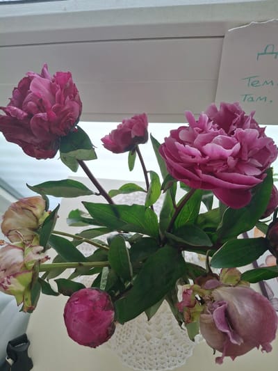 The image shows a bouquet of peonies in various stages of bloom, with some fully open and others still in bud. The flowers are predominantly pink and crimson. They are arranged in a white crocheted vase. In the background, a white surface is visible, possibly a windowsill or wall, with a piece of paper torn from a notebook or pad. This paper has handwriting in green ink, with Cyrillic letters visible, suggesting a location outside of Austria, or at least that the handwriting is not in German. The overall lighting suggests daylight, possibly coming from a window. There is no indication of the city of Graz, Austria.