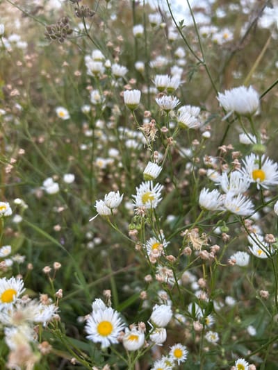 A close-up, high-angle shot captures a dense field of small, white daisy-like wildflowers with yellow centers. The flowers are varied in their stage of bloom, with some fully open, others partially closed, and a few appearing as dried seed heads. Thin green stems and leaves form a naturalistic backdrop, with some bokeh effect softening the background elements. The overall impression is of a wild, overgrown patch of flora. The image does not depict any people, actions, or interactions. The setting is a natural outdoor environment. There is no information present in the image that would allow for the identification of the location within the city of Dzherokay, Russia.