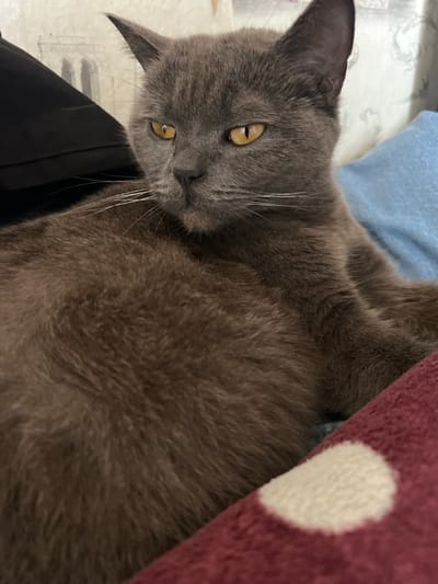 A gray cat with yellow eyes rests on a surface. A blue pillow is partially visible behind its head. A maroon-colored blanket with white polka dots is situated to the right of the cat. The scene is indoors. The location is not discernible from this image.