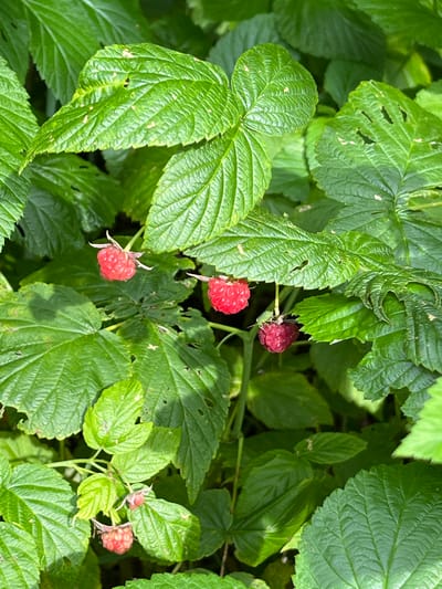 This is a close-up, eye-level, vertical shot of ripe raspberries growing amongst lush green foliage. Several bright red raspberries are visible, some partially obscured by leaves, attached to thin stems. The leaves are large, veined, and have a slightly serrated edge. The lighting suggests an outdoor, natural setting, possibly dappled sunlight. There are no people or man-made objects present. The scene appears to be a natural growth of raspberry bushes, with no specific indication of its location within Nagornyi (Sitnikovskii S/S), Russia, beyond being an outdoor natural environment.