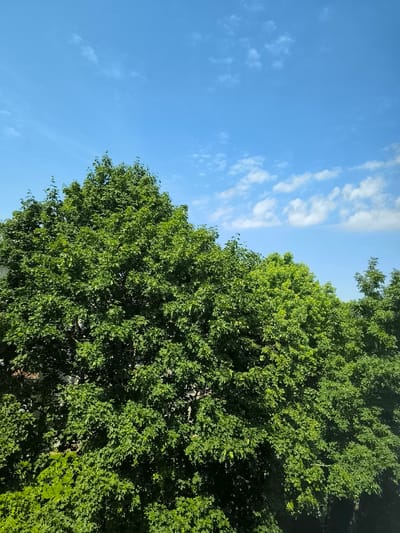 The image depicts a bright, clear blue sky with scattered white clouds, seen from a slightly elevated perspective. The lower half of the frame is dominated by the lush, green foliage of several trees. The trees appear full and healthy, with dense canopies that cast shadows. The overall impression is of a sunny day with abundant vegetation, typical of a park or a residential area with mature trees. There are no people or specific city landmarks visible that would definitively place the image in Panevėžys, Lithuania. However, the description of trees against a blue sky with clouds is a common scene that could be found in many urban or suburban environments.