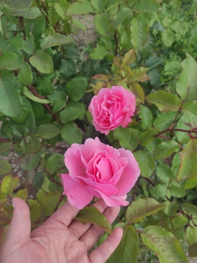 A person's hand is visible in the foreground of the image, with the fingers gently touching the petals of a pink rose. Two pink roses are the main subjects, with one larger rose in the lower part of the frame and a smaller one slightly above and to the right. The roses are surrounded by green rose leaves and some branches. The background is a blur of green foliage and hints of soil or gravel. The image appears to be taken outdoors, in a garden setting. There is no discernible information in the image to indicate a specific location within the city of Sary-Kamysh, Kyrgyzstan.