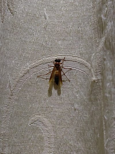 In Keude Cunda, Indonesia, a single winged insect is depicted stationary on an off-white, textured fabric surface. The insect features a reddish-brown segmented body, a dark head with prominent black compound eyes, and six slender legs. Two pairs of translucent, amber-tinged wings are folded lengthwise over its dorsal surface, extending beyond the abdomen. The fabric background exhibits a woven pattern with subtle raised curvilinear designs. Lighting suggests a direct, slightly elevated source, casting a faint shadow beneath the insect.
