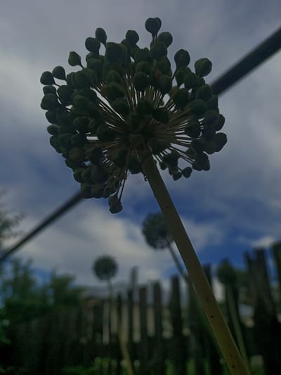 An upward, low-angle, close-up shot focuses on a single, round, green seed head of an onion plant, or possibly another allium species. The seed head is composed of numerous small, bulbous pods arranged in a spherical shape, with thin stems radiating outwards from a central stalk. The stalk is pale green and extends downwards out of the frame. In the background, the sky is overcast with patches of blue visible, suggesting a cloudy day. Faintly, out of focus, there are other, similar seed heads, a dark wooden fence, and green foliage. A thin, dark, diagonal line, possibly a wire or cable, cuts across the upper right portion of the frame. The scene is set outdoors, likely in a garden or yard, given the presence of plants and a fence. No people are present in the image. The location is identified as Savino, Russia.