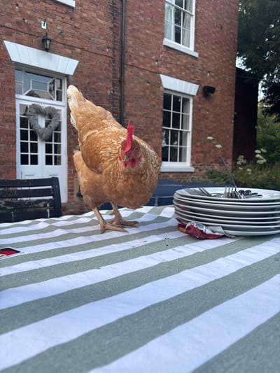 A tan chicken stands on a white and green striped tablecloth near a stack of plates and cutlery. The chicken's red comb and wattle are visible, and its legs are spread. In the background is a red brick building with white-framed windows and shutters. A wreath hangs in one of the windows. A black metal fence is near the chicken.