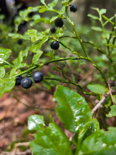 The image is a close-up, eye-level shot of a blueberry bush with several dark blue blueberries on its branches. The leaves are a vibrant green and appear to be wet, possibly from rain or dew, with highlights reflecting the light. The background is softly blurred, showing more green foliage and brown earth, suggesting an outdoor, natural setting. No people are visible. The scene is static and focuses on the detail of the berries and leaves. The location is specified as Choceň, Czechia, implying this is a typical scene found in the local flora.