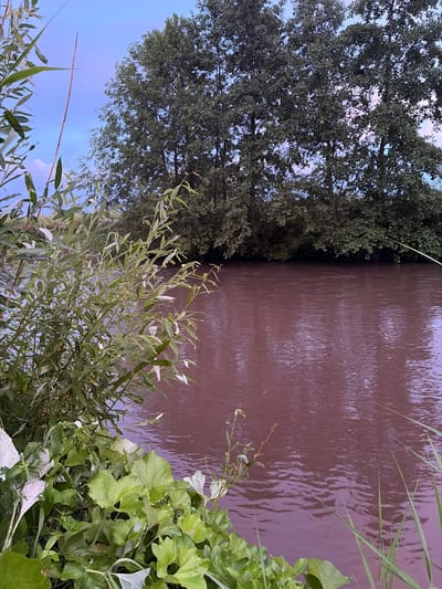 The image depicts a natural scene with a body of water, vegetation, and trees. In the foreground, lush green plants and foliage are visible along the edge of the water. The water itself is a muted reddish-brown color with ripples on its surface, suggesting it may be a river or pond. Beyond the water, a dense line of trees with dark green foliage forms a backdrop, and behind them, the sky appears overcast with a hint of blue and pink. The overall impression is of a tranquil, natural environment, likely situated outdoors. No people or specific man-made structures are discernible within the frame.