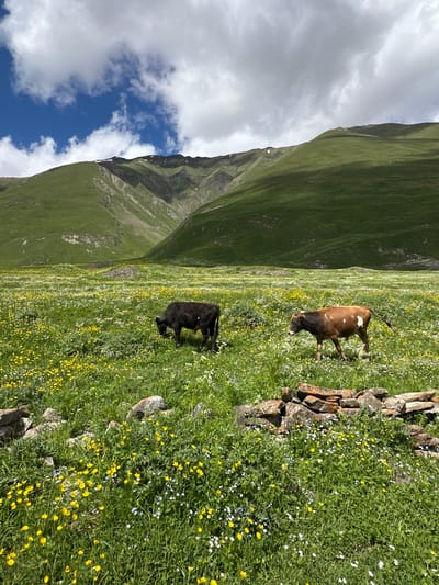 In a lush, green mountain meadow in Ketrisi, Georgia, two cows graze peacefully amongst a vibrant carpet of wildflowers. The meadow slopes upwards, with a steep, grassy mountainside dominating the left side of the frame. White and fluffy clouds drift across a bright blue sky, suggesting a pleasant, possibly late spring or summer day.

One cow, a dappled brown and white, stands near a rough, low stone wall constructed from natural, unworked rocks. Its head is lowered, suggesting it's grazing. The second cow, a solid black, is positioned further down the slope, also grazing, its head down. The ground is densely covered with green grass and a multitude of small yellow and white flowers, with some tiny blue flowers interspersed, creating a colorful and textured landscape. The scene evokes a sense of tranquility and the idyllic beauty of a rural, mountainous environment. There is no visible text in the image.