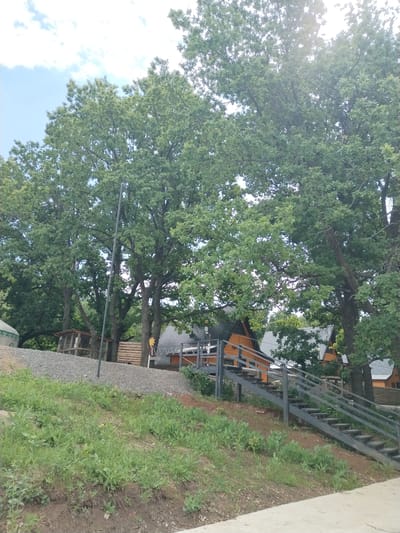 The image shows a natural landscape with large trees, lush green grass, and a clear sky. In the background, there are several wooden houses with orange roofs and dark grey steps leading up to them. The houses appear to be situated on a slope, with gravel on the ground. The trees are tall and have dense foliage, suggesting it is a summer or late spring day. There are no people visible in the image. The scene depicts a tranquil, possibly rural or semi-rural, setting. The location is identified as Blokhino, Russia.