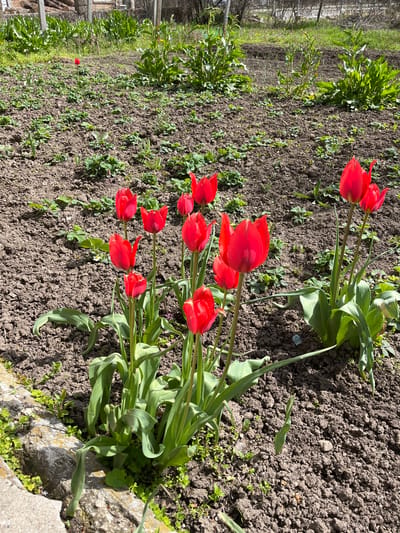 The image shows a garden bed, likely in Dralfa, Bulgaria, containing a row of red tulips in full bloom. The tulips are the focal point, with bright red petals and green stems and leaves. They are planted close together. The soil surrounding the tulips is dark brown and appears freshly tilled, with some smaller weeds and ground cover plants interspersed. A stone border or retaining wall is visible in the lower right corner of the image. The background shows more of the garden bed, with additional greenery and possibly other plants. The scene is well-lit, suggesting a sunny day. There are no people visible in the image. The primary action is the blooming of the tulips. There are no apparent interactions between subjects or objects. The environment is a domestic garden.