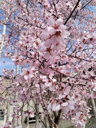 The image presents a close-up, upward-angled view of a deciduous tree in full bloom, situated in Limbur, Uzbekistan. The tree is densely covered with numerous five-petaled, light pink blossoms, each featuring a darker pink or reddish central pistil and stamens. Bare, brown branches and twigs support the floral clusters, extending across the frame. In the background, patches of a clear, light blue sky are visible through the gaps in the foliage. Faintly discernible behind the blooming tree, particularly in the lower left and right portions of the background, are indistinct, light-colored architectural structures and slender vertical elements, possibly additional tree trunks or utility poles. No individuals, specific actions, or interactions are present. The scene is illuminated by daylight, consistent with an outdoor, potentially urban or residential, setting.