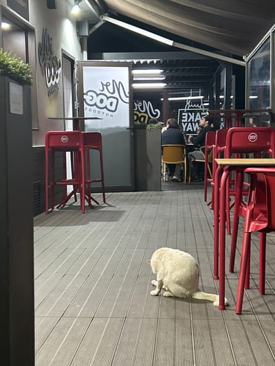 The image depicts the outdoor seating area of "Mr. Dog Hotdogs" in Santa Maria da Feira, Portugal. Red chairs are stacked on a wooden deck, next to a white cat stretching. In the background, patrons are seated at tables. The signage for "TAKE YAW" is visible. The restaurant facade includes planters and signs.